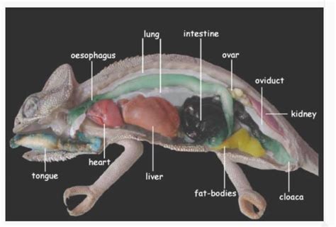 Anatomy. You’ve been warned. | Chameleon Forums