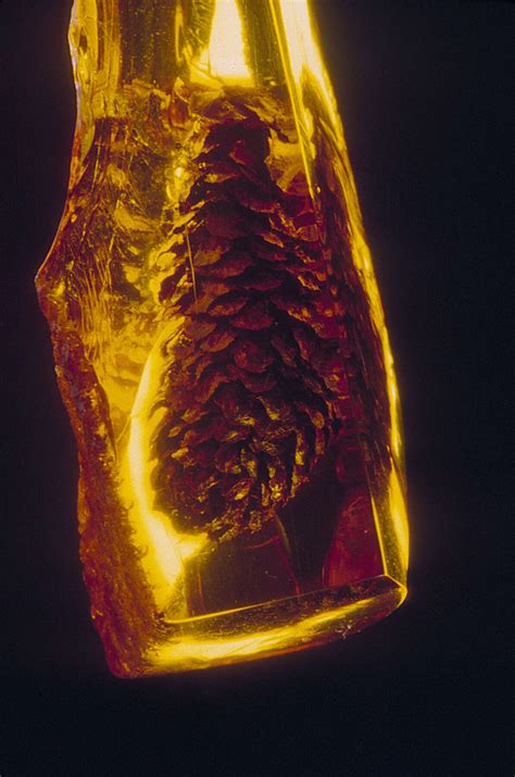 What Is Amber? | Ancient Carved Ambers in the J. Paul Getty Museum