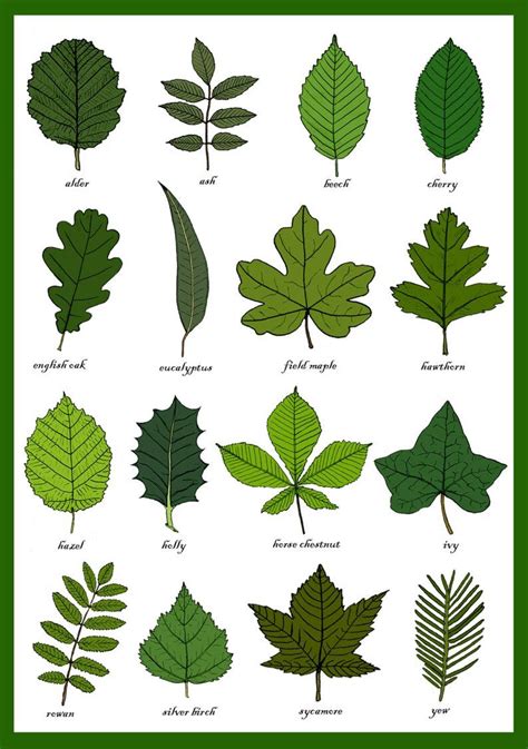 Leaves Greetings Card Leaf Identification Chart Plant | Etsy | Tree leaf identification, Leaf ...