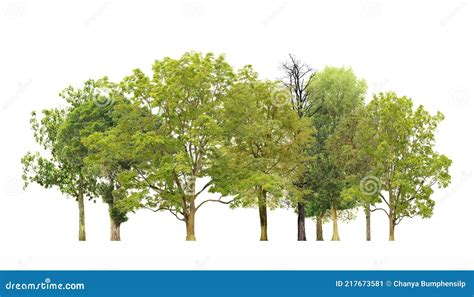 Trees At The Side Of A Lonely Gravel Road Stock Photography | CartoonDealer.com #103737212