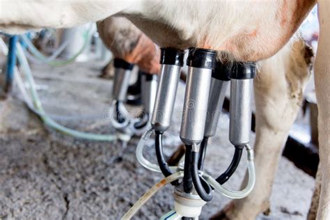 Cow Milking Facility and Mechanized Milking Equipment. Dairy Farm Stock ...