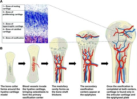 Composite biopolymers for bone regeneration enhancement in bony defects - Biomaterials Science ...