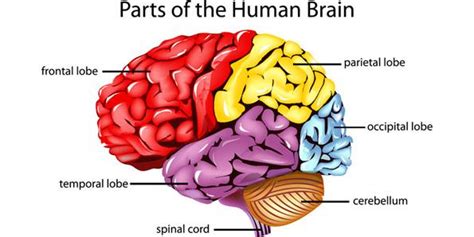 key functions of the brain affected by dementia - Clip Art Library