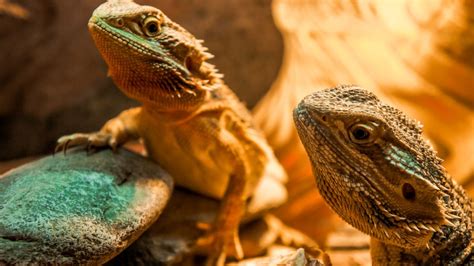 Bearded Dragon Laying Eggs? Do These Now! – Acuario Pets