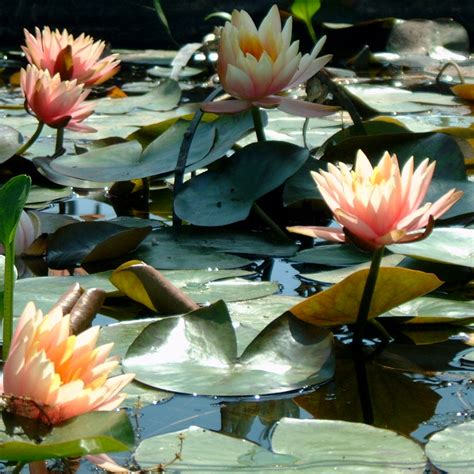 Colorado Water Lily (Nymphaea 'Colorado'), Wetland Plants, Pond Plants