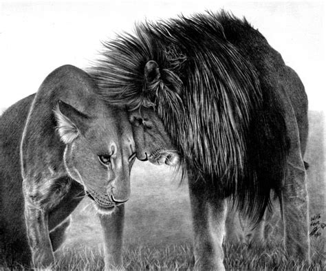 Lion And Lioness Pencil Drawing