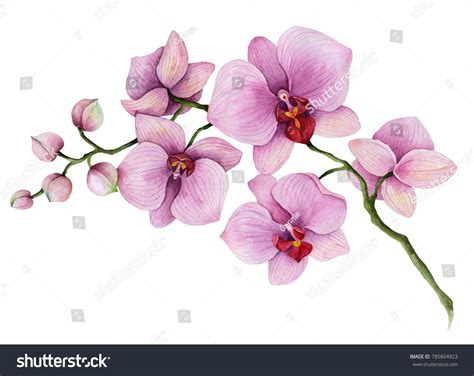 Discover more than 74 orchid sketch latest - in.eteachers