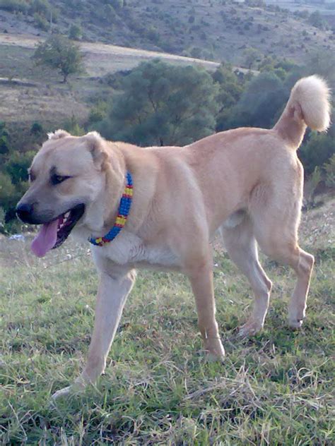 Pictures — Boz Shepherd Dog Breeders Association TBBA Turkish Boz Shepherd Working Family ...