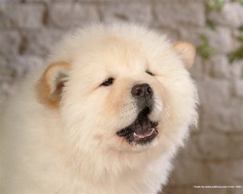 The dog in world: Chow Chow dogs