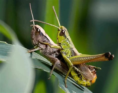 The Lifecycle Of Grasshoppers – WhatBugIsThat