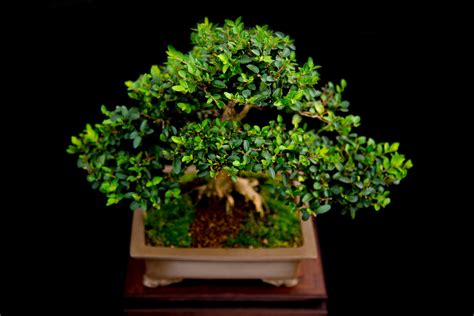 Miniature Japanese Bonsai Tree Free Stock Photo - Public Domain Pictures