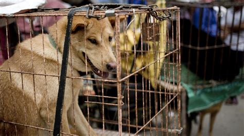 What Is Yulin Dog Slaughter