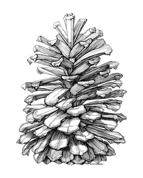 Pine Cone Drawing by Elizabeth Martin