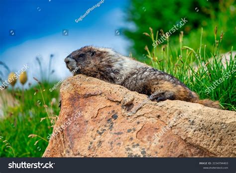 32 Lazy marmot Images, Stock Photos & Vectors | Shutterstock