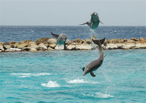 Curacao Sea Aquarium In Curacao, you don't have to go to an aquarium to swim with the Dolphins ...