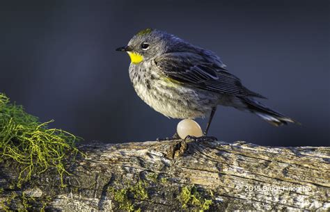 Young Inexperienced Female Yellow-rumped Warbler Lays An Egg Outside of ...