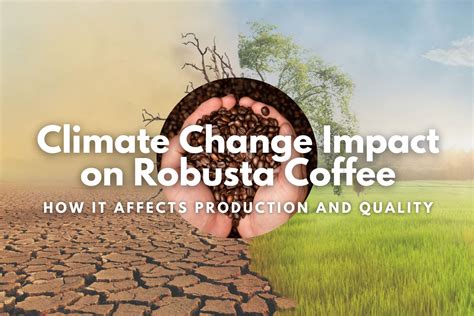 Climate Change Impact on Robusta Coffee: How it Affects Production and ...