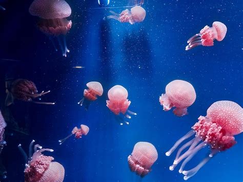 Premium Photo | Group of beautiful jellyfishes in aquarium