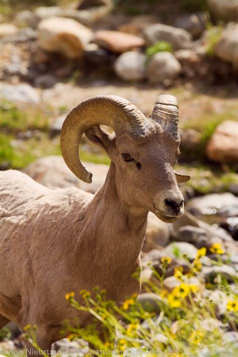 Peninsular Desert Bighorn Sheep | Anza Borrego Desert State Park ...