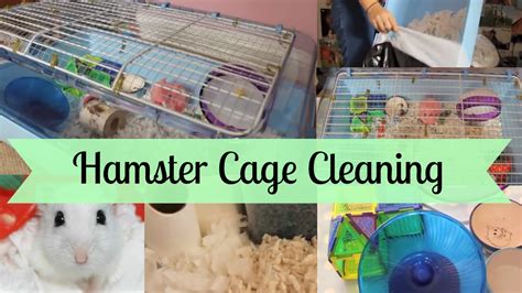 How To Clean A Hamster Cage | Hamster HorsesandCats - YouTube