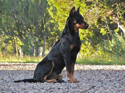 Beauceron Info, Temperament, Puppies, Pictures