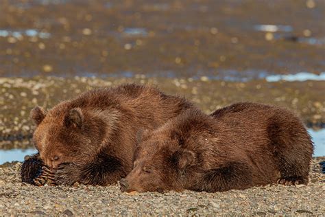 Grizzly cubs sleeping covering eyes Photograph by Hans Wolkers | Fine Art America