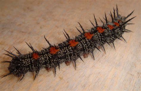 Black Caterpillars: An Identification Guide to Common Species | Owlcation