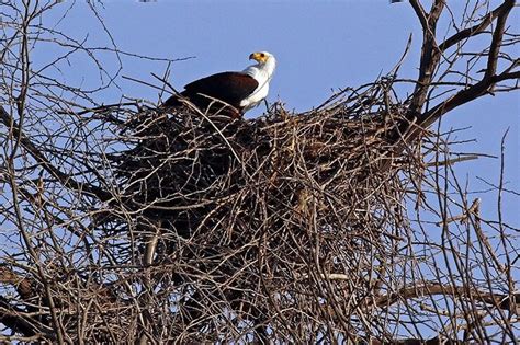 The African Fish Eagle - An Icon of Africa