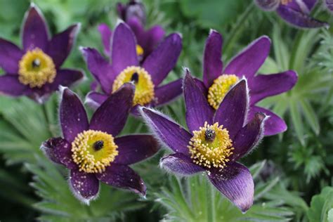 Pulsatilla vulgaris