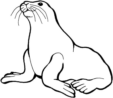 Cute Seal Drawing at GetDrawings | Free download