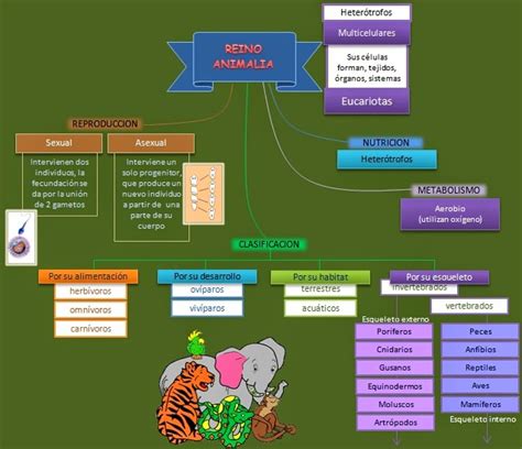 Taxas Biológicas : Reino Animalia