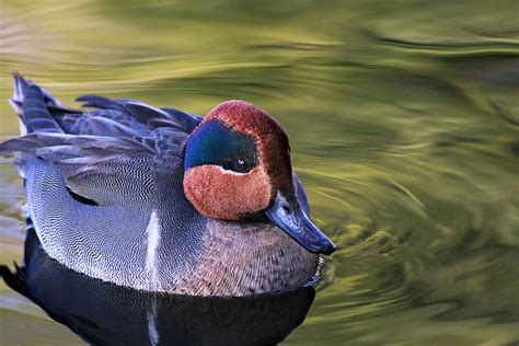 Green-winged Teal Duck Photograph by Abram House - Pixels