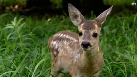 Roe Deer Mother saves her baby from Fox - Amazing Videos | Wild Wonders ...