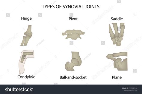 609 Synovial Joint Stock Vectors, Images & Vector Art | Shutterstock