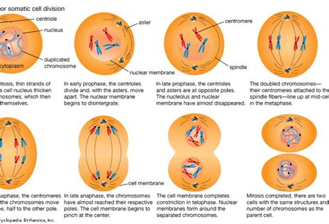 Mitosis by Bob John