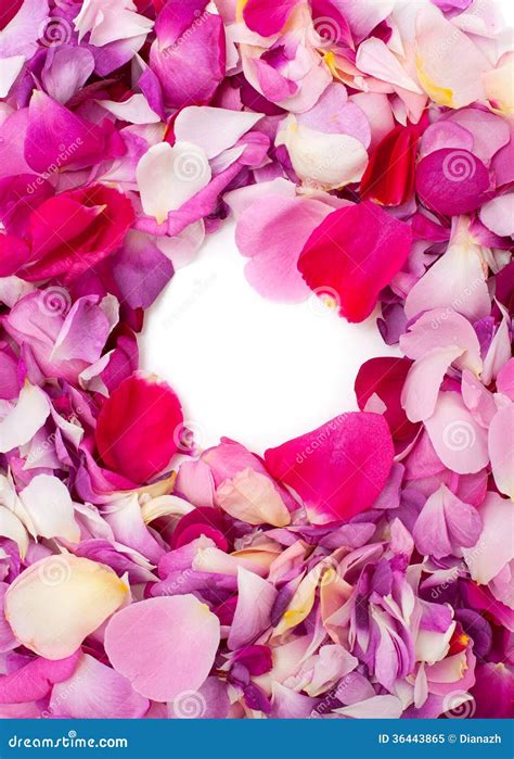 Rose Petals of Different Colors Isolated on White Stock Image - Image of lovely, bloom: 36443865