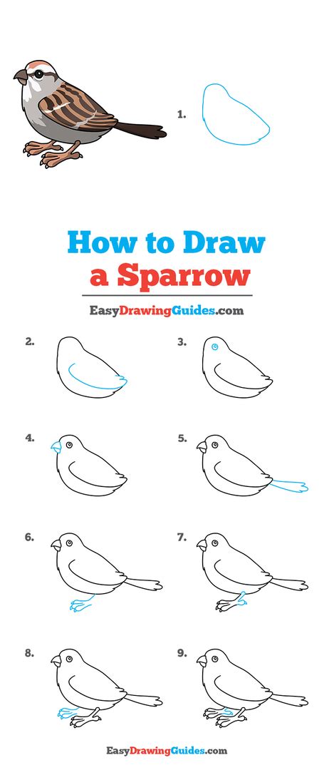 How to Draw a Sparrow - Really Easy Drawing Tutorial | Sparrow drawing, Drawing birds easy, Bird ...