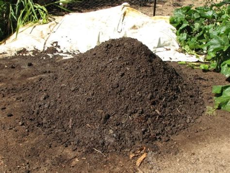 How to Compost Chicken Manure and Other Things You Need to Know