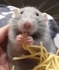 Rat-eating GIFs - Get the best GIF on GIPHY