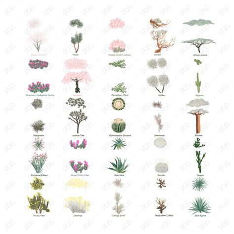 Vector & PNG Colorful Japanese Style Desert Plants (Topview + Sideview) | Post Digital Architecture