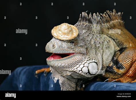 green iguana lizard wearing a funny small hat Stock Photo - Alamy