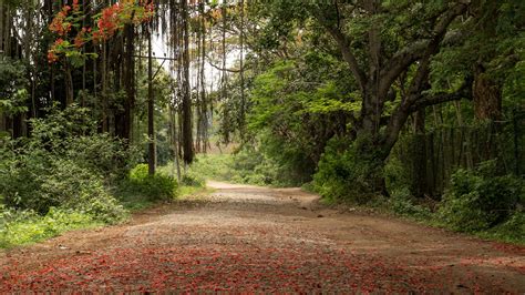 Road Between Trees Branches Bushes Forest Nature Background 4K HD Nature Wallpapers | HD ...