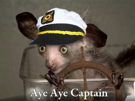 Aye-aye captain | Aye aye, Captain, Captain hat