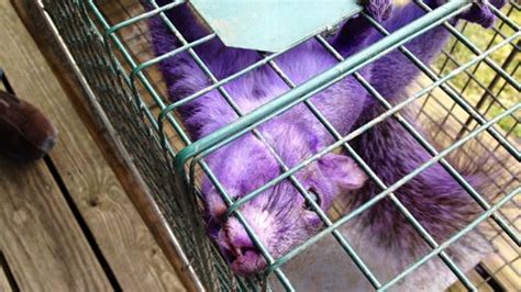 Couple Catches Purple Squirrel in Pennsylvania - ABC News