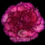 Carnation Purple Sky | Continental Farms