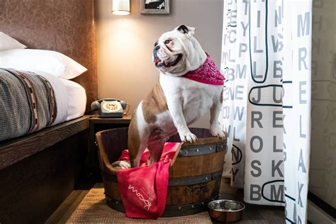 Dog Friendly Hotels Louisville, KY | Moxy Louisville Downtown