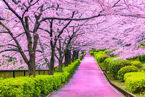 The Japanese Cherry Blossom trees - TOKIO LIFE