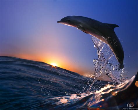 Dolphin Watching in the Maldives - Alpha Maldives Blog