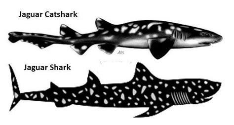 Jaguar Catshark...a real species.... Yes! Love Life Aquatic | Deep sea life, Shark, Life aquatic