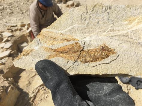 I get to dig up fossils at a quarry for my job. : fossilid